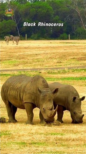 The Black Rhino 🖤 | One of the Rarest & Most Powerful Animals on Earth (4K)