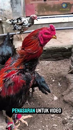 Mengenal Kepala Ayam Pama, Ciri Khas yang Memikat!