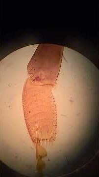 biology homeschool microscope lenses (objectives and ocular) biology lab #biology #homeschool #lab