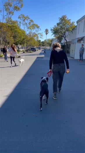 Here’s a simple protocol for reactive dogs. 🙏 I think I picked this up from my buddy Jimmy Allen with Pawfection during our UK seminar—but my memory is super dodgy. (Jimmy, if I did, full props to you buddy!) Anyway, this is a great little protocol that is easily taught and implemented if you have a nervous, insecure, and/or reactive dog. I call it “Switch”, and it’s simply what it says. You train your dog to switch sides on command. You can do this with leash pressure alone, food luring (not m