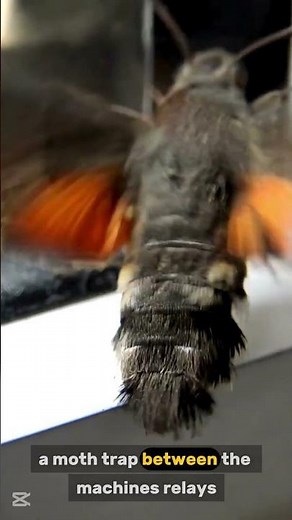 The First Computer Bug Was an Actual Insect!