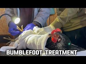 Chicken Foot Care: Fixing Bumblefoot!