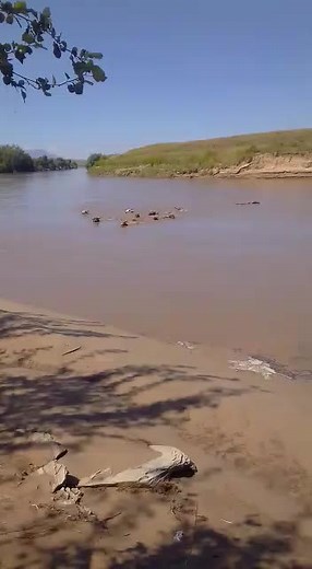 Cattle Walking and Wading Through a Scenic River