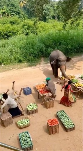 Village Market Me Ghusa Hathi! 🐘😱