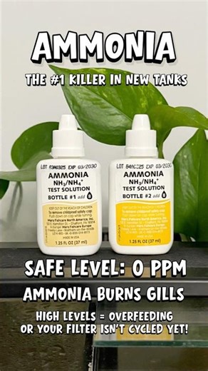 Fish testing basics for beginners 🐟 Learn ammonia, nitrite, nitrate, and pH!