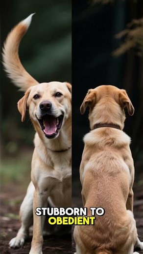 How I Created a Complete Dog Training Masterclass