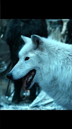 Sam Tarly Saves Gilly from Ghost |GOT| #gameofthrones #viralvideo #samwelltarly