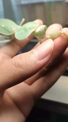 they can even break humans' nails 😱😱#tiktok #insects #foryou #mantis