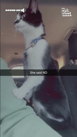 Cat Refuses to Go to Vet