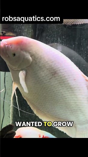 These Fish Get MASSIVE! 30+ Inch Albino Giant Gourami 😳