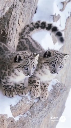 Baby Snow Leopard’s Landing Practice #wildlife#snowleopard