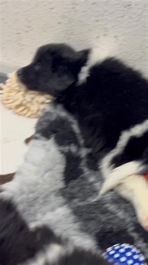 143K views · 4.5K reactions | Springer collie mix puppies | Limerick Animal Welfare | Facebook