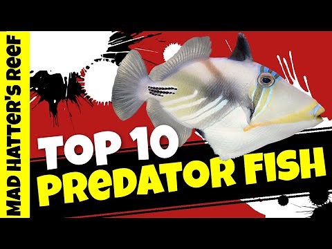 Top 10 Predator Saltwater Fish