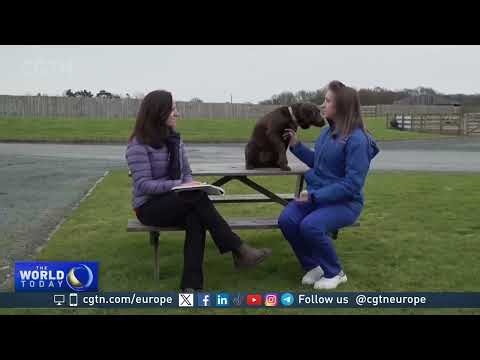 Inside the world’s first pet cloning facility in the UK