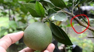 154K views · 3.5K reactions | This is 1 year grafted tree can produce awesome fruit #gardening #Grafting #citrus | Grafting Examples | Facebook