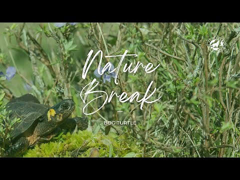 Nature Break: Bog Turtle
