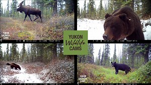 Six months of wildlife activity at a single location in the Yukon wilds with prolific lynx activity throughout and lot of wolverine visits in autumn. I did share the link to this on YouTube a few weeks ago but here it is as well. | Yukon Wildlife Cams