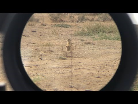 224 Valkyrie with 53g Vmax, any good for Varmints?