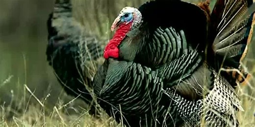 Spring turkey permits in Nebraska go on sale for hunters Jan. 12