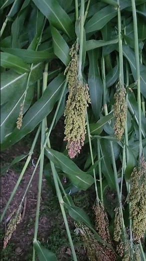 Making sorghum silage in buckets.