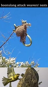 boomslang attack weavers' nests Snake #reelsfb #reelsvideo #trending #reels #reelsinstagram #shorts #nature #wildlife #instadaily #instagram #india | Mobarak Snake Saver