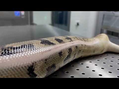 From Truck to Factory: How Smart Machines Process Snakes in High-Tech Production!