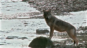 In the forest of British Columbia, wolves fish for salmon during spawning season. #AmericaTheWild, Tonight 9/8c | National Geographic TV