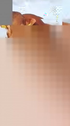 Fair aul bull 🐮 #bulls #cows #funny #irish #ireland | LADbible Ireland