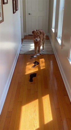 The Dog Barked at Invisible Footsteps...#Footsteps#DaylightHorror#DogAndCat#fypシ゚viral #foryou