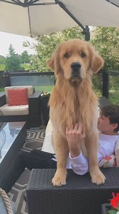 371K views · 14K reactions | Sterls is officially Tyler's dog, but we all know i've dognapped him and he's mine now  | Sterling Newton | Facebook