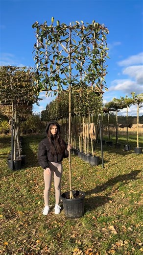 To jest Photinia ‘Red Robin’, czyli po polsku ogniście czerwona fotinia - jedna z naszych ulubionych roślin zimozielonych. Ma przepiękne, błyszczące liście - młode przyrosty są intensywnie czerwone, a z czasem stają się ciemnozielone, dzięki czemu przez cały rok wygląda świeżo i elegancko. Ta forma ma pień o wysokości 180 cm i koronę w kształcie ekranu 120 na 120 cm, idealną, żeby osłonić taras albo stworzyć zieloną ścianę prywatności. Fotinia lubi słońce lub półcień, jest odporna na przycinanie