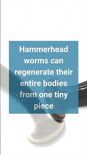 Fast Facts: Hammerhead Worm