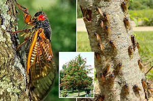 Billions of buzzing cicadas will emerge in NY, NJ and 9 other states this spring: ‘Louder than jets’