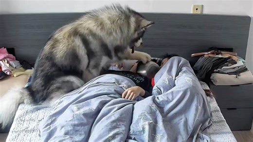 睡觉的爸妈和吃不上饭的它……