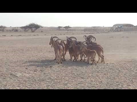 Barbary Sheep