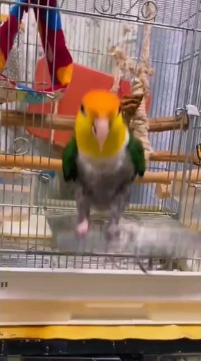 🎥 Caique Parrot Compilation: Funny & Adorable Moments! 🦜😂 #caiqueparrot