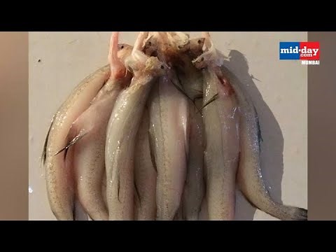 Why is the Bombil fish called Bombay Duck?