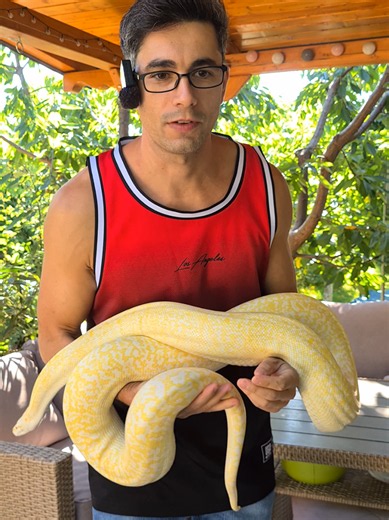 🙏 ne vedem la Pitești pe 4 octombrie #romania #snake #reptile #fyp #aisnake