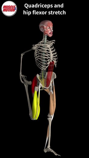 ‏Stretches for runners #running #anatomylesson #muscleandmotion