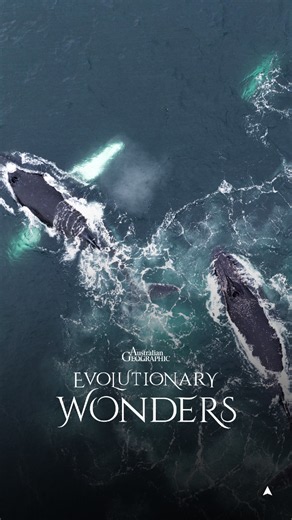 Humpback Highway: 20,000km Annual Migration of Humpback Whales