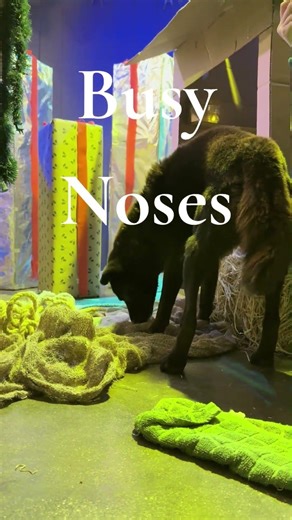 Enrichment Based Dog Daycare Reel 10