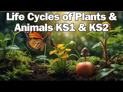 The Life Cycles of Animal & Plants for KS1 & KS2