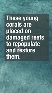 8.9K views · 108 reactions | The magnificent corals burst into life...