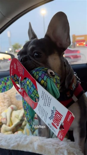 Fable Naps Picks out a Toy #frenchbulldog #frenchie #puppy #toyshopping
