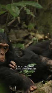 The discovery that redrew the line between humans and animals
