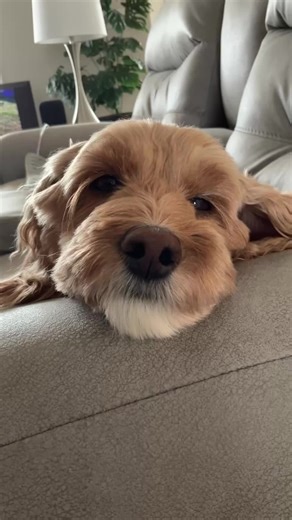 Nap time for Ginger #cockapoo