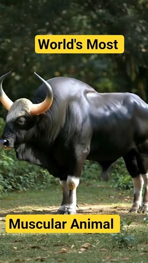 World’s Most Muscular Animal 🐂 The Mighty Indian Gaur