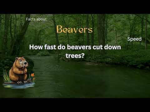 Beaver Fact 42 - How fast do beavers cut down trees?