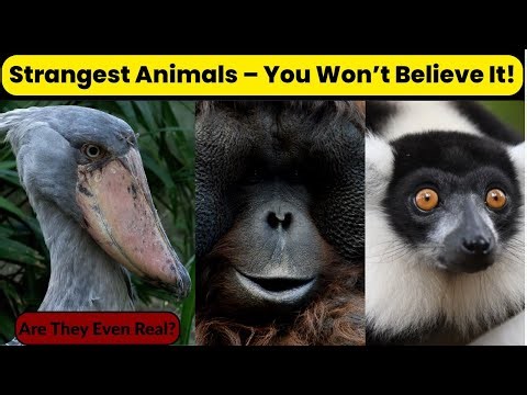“10 Amazing Animals – Strange Creatures You Won’t Believe Exist”