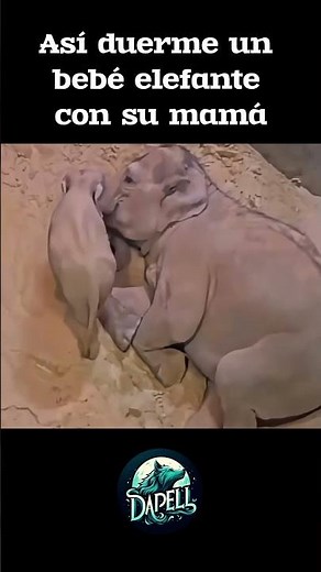 Así duermen los elefantes bebés 🐘💤 #animales #elephant